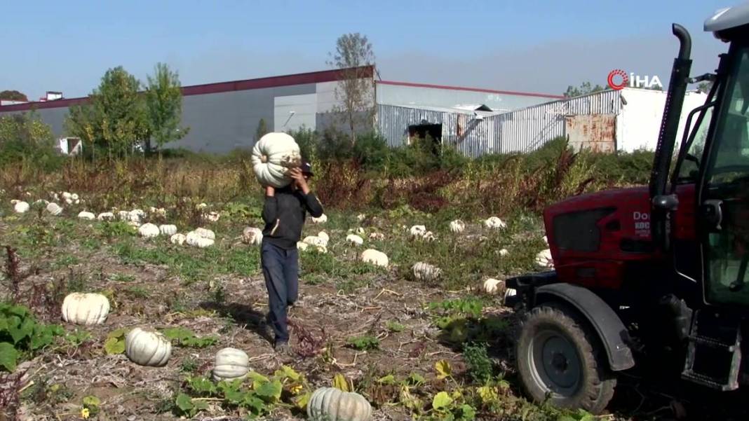 O ilimizde yetişiyor: Almanlar ve İtalyanlar kapış kapış alıyor! Çorba, lokum, marmelat, reçel yapılıyor 25